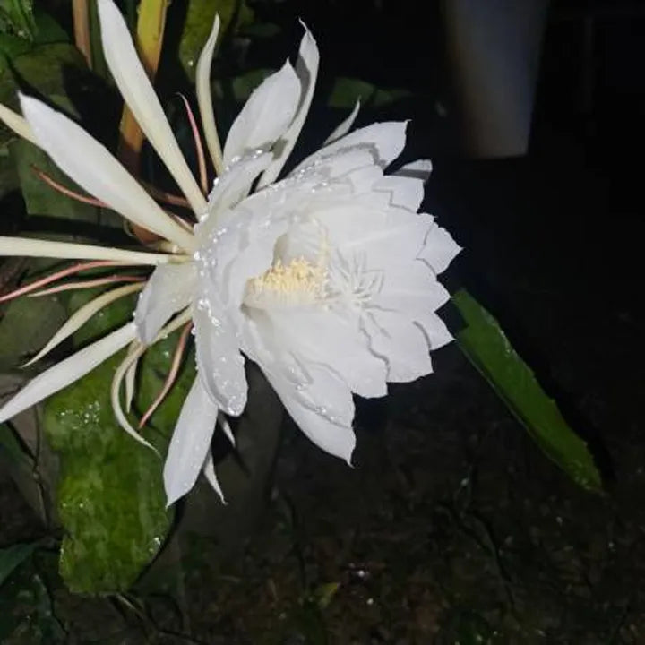 Brahma Kamal - Live Plant