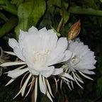 Brahma Kamal - Live Plant