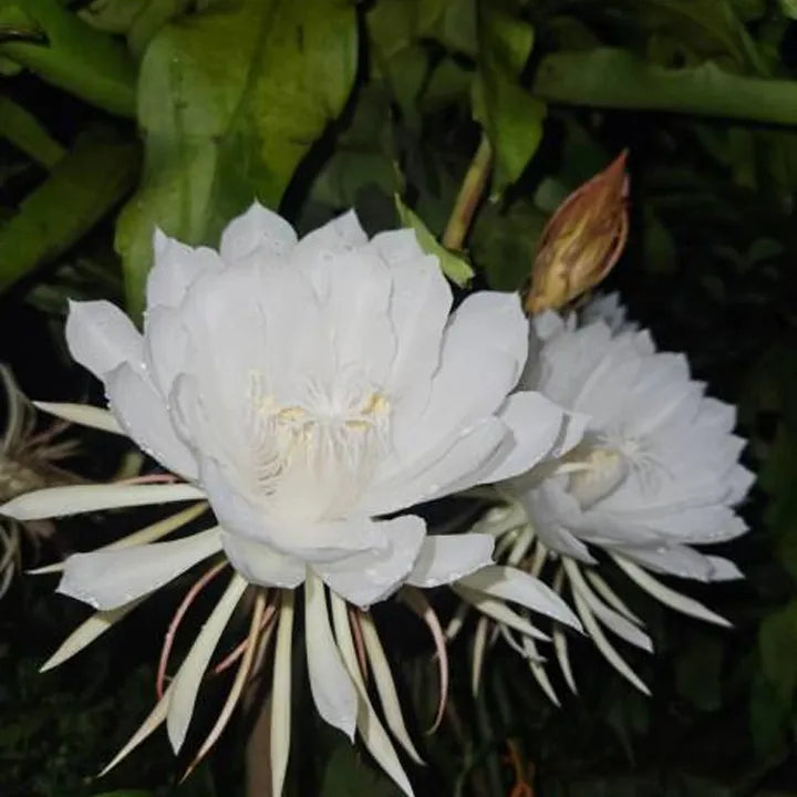 Brahma Kamal - Live Plant