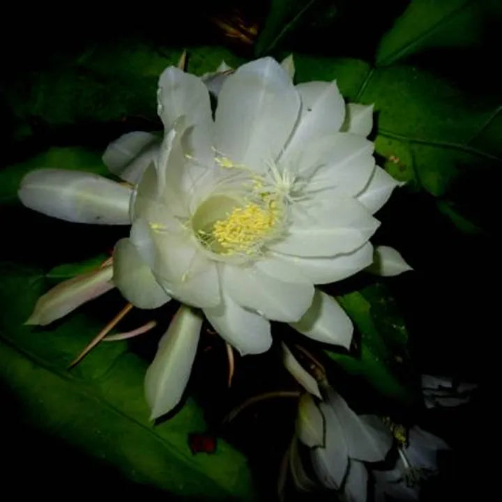 Brahma Kamal - Live Plant