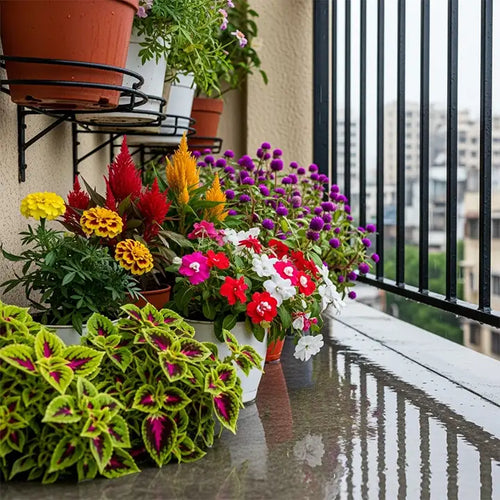 Balcony Colour Fiesta — Monsoon Edition