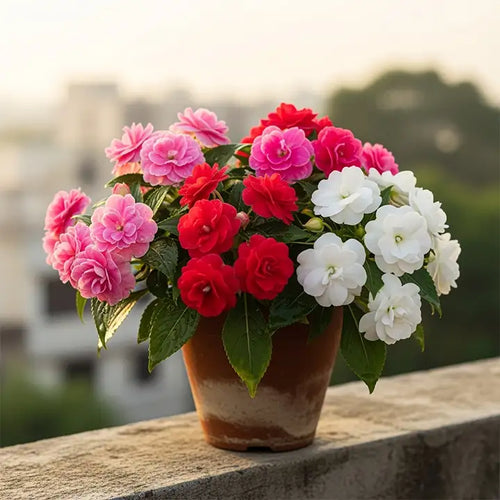 Balcony Colour Fiesta — Monsoon Edition