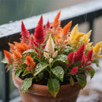 Balcony Colour Fiesta — Monsoon Edition