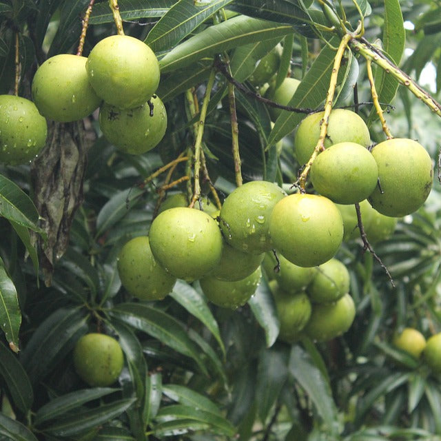 Mango - Chandrakaran - Fruit Plant