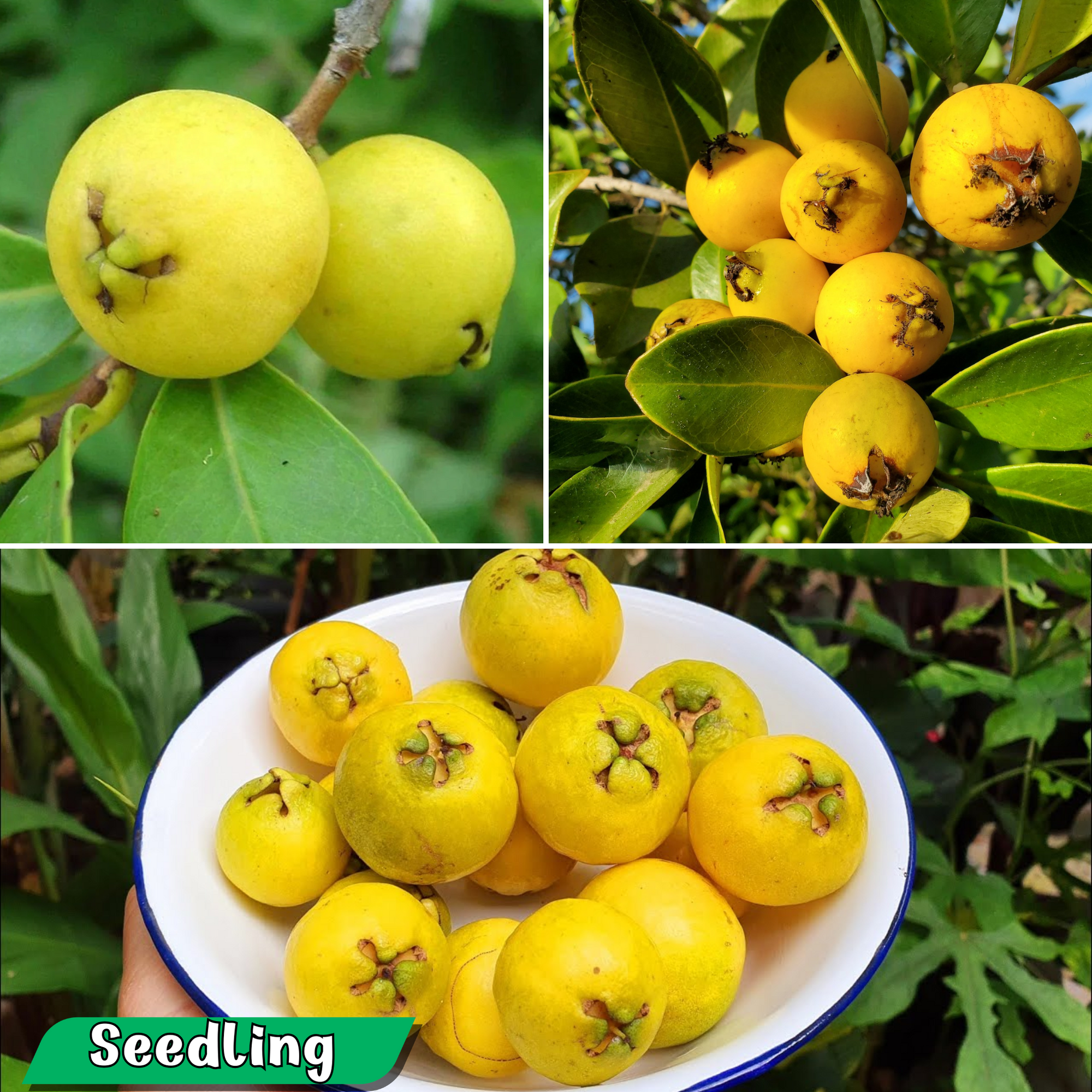 Guava - Lemon Guava  - Fruit Plant