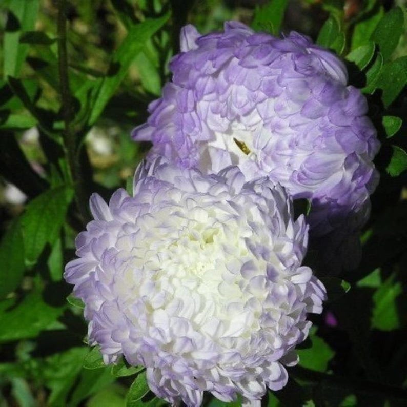 Aster 'Duchess Blue Ice' + FREE Growth Booster