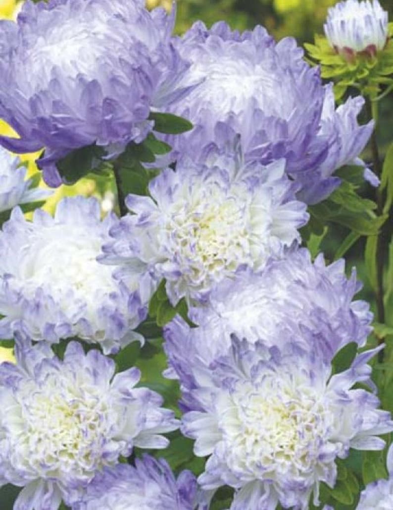 Aster 'Duchess Blue Ice' + FREE Growth Booster