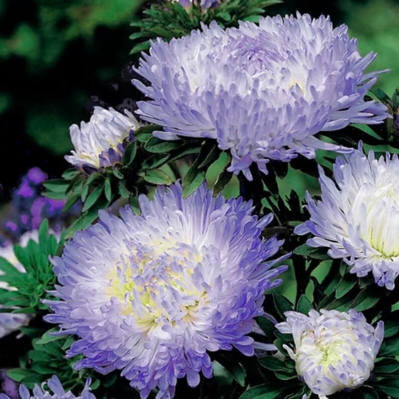 Aster 'Duchess Blue Ice' + FREE Growth Booster