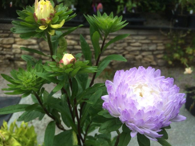 Aster 'Duchess Blue Ice' + FREE Growth Booster