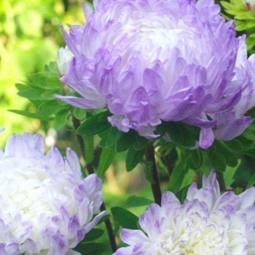 Aster 'Duchess Blue Ice' + FREE Growth Booster