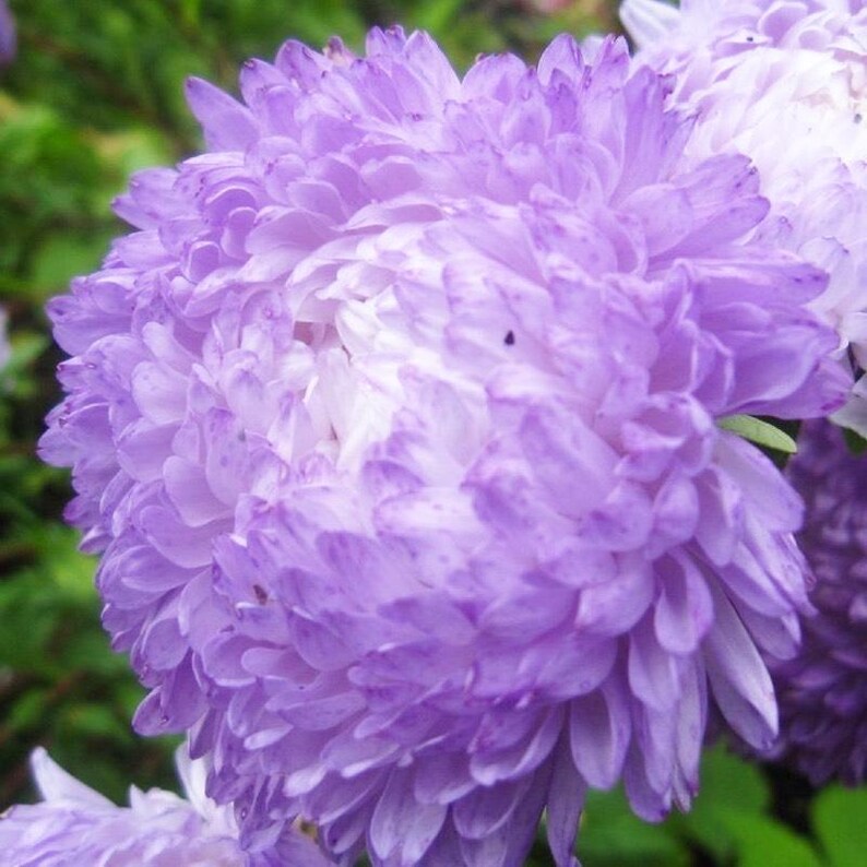 Aster 'Duchess Blue Ice' + FREE Growth Booster