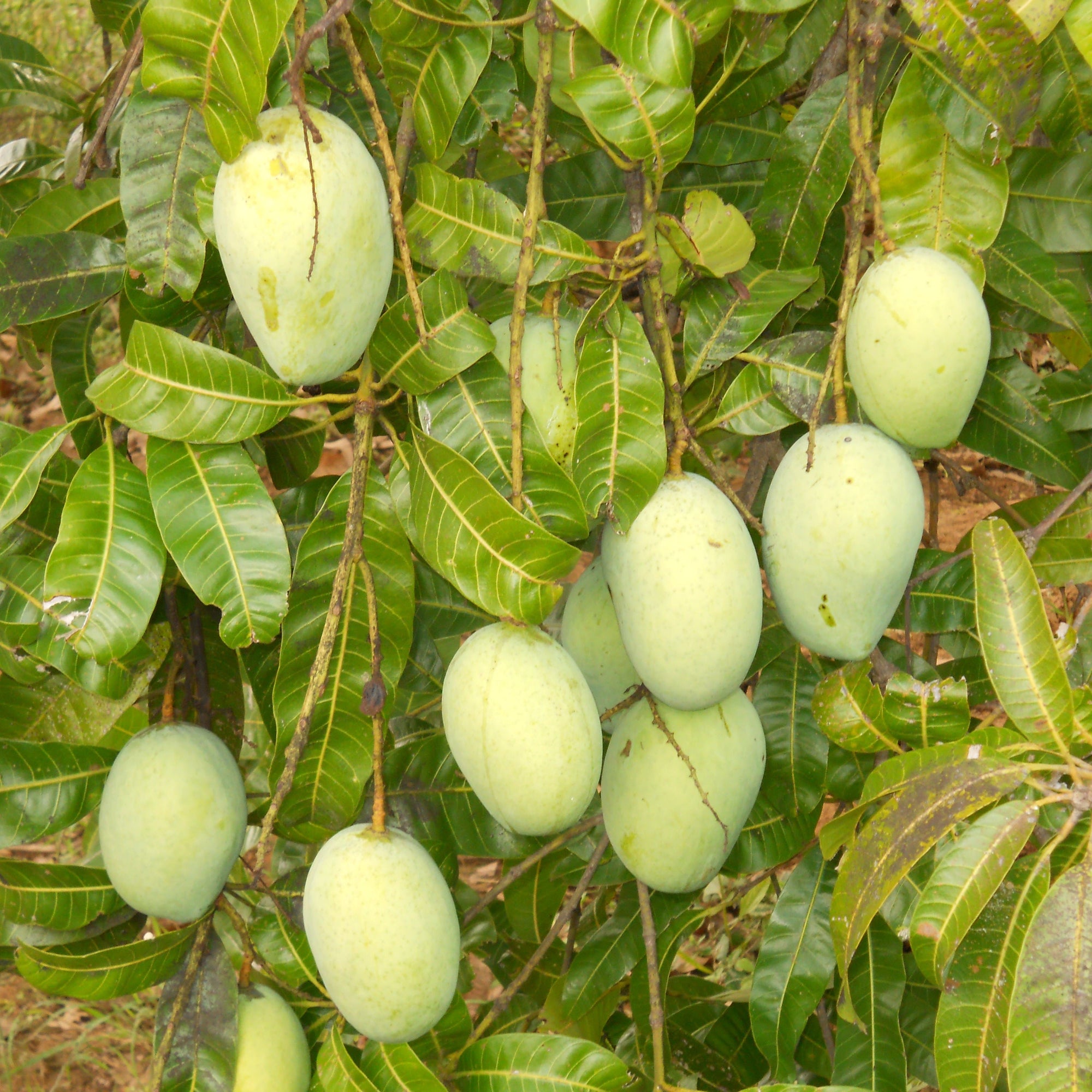 Mango - Kalapady - Fruit Plant