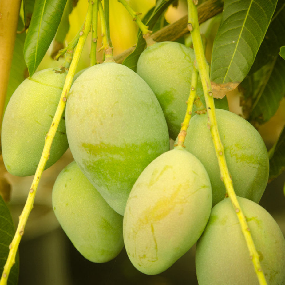 Mango - Kolumb - Fruit Plant