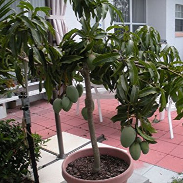 Mango - Kottoorkonam - Fruit Plant