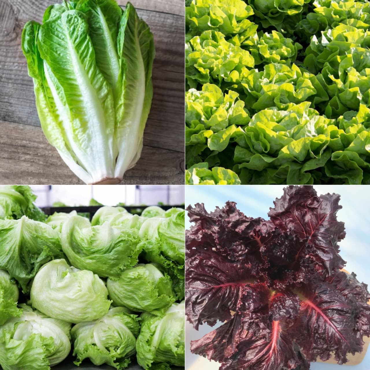 Exotic Lettuce Seeds Combo - Pack Of 20