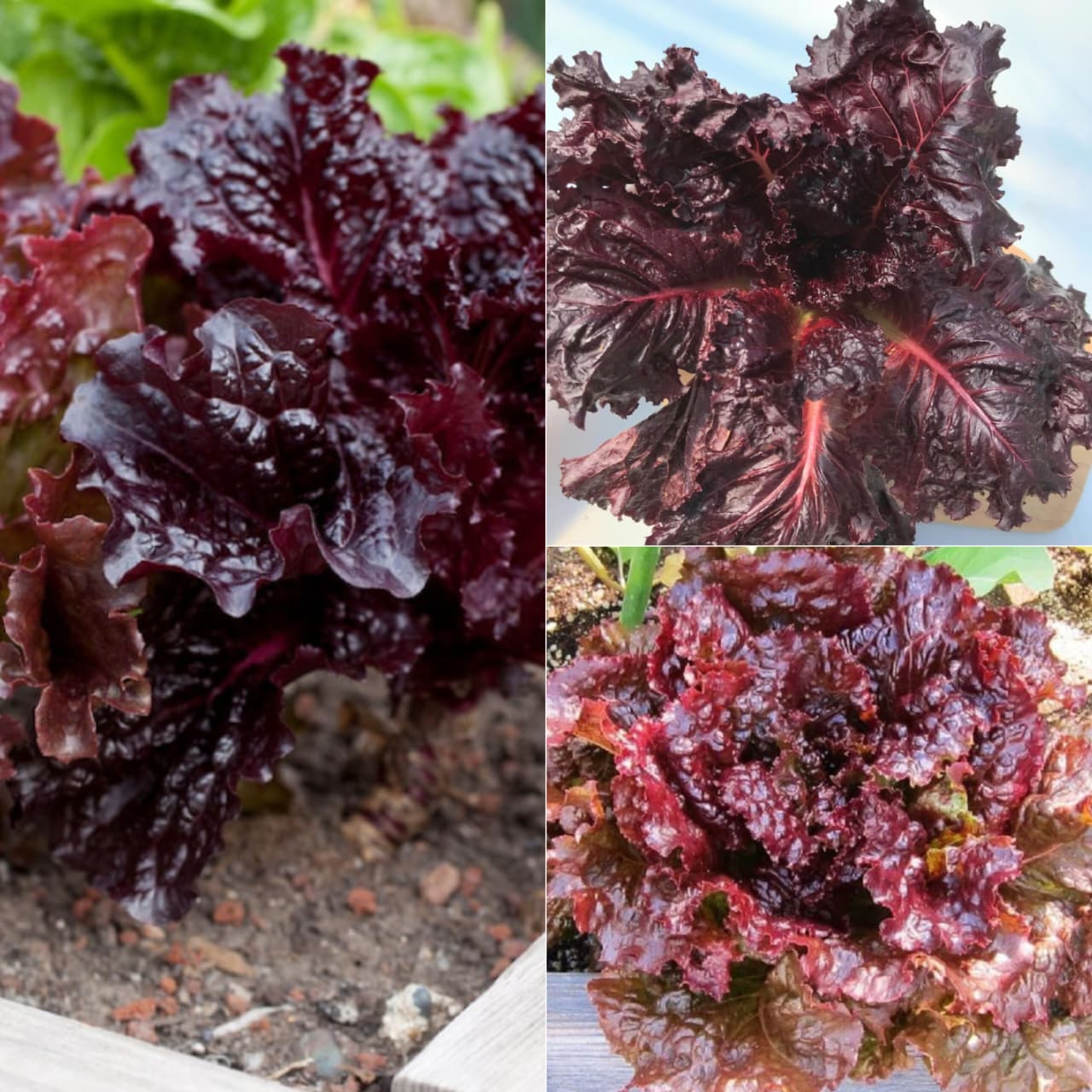 Exotic Lettuce Seeds Combo - Pack Of 20