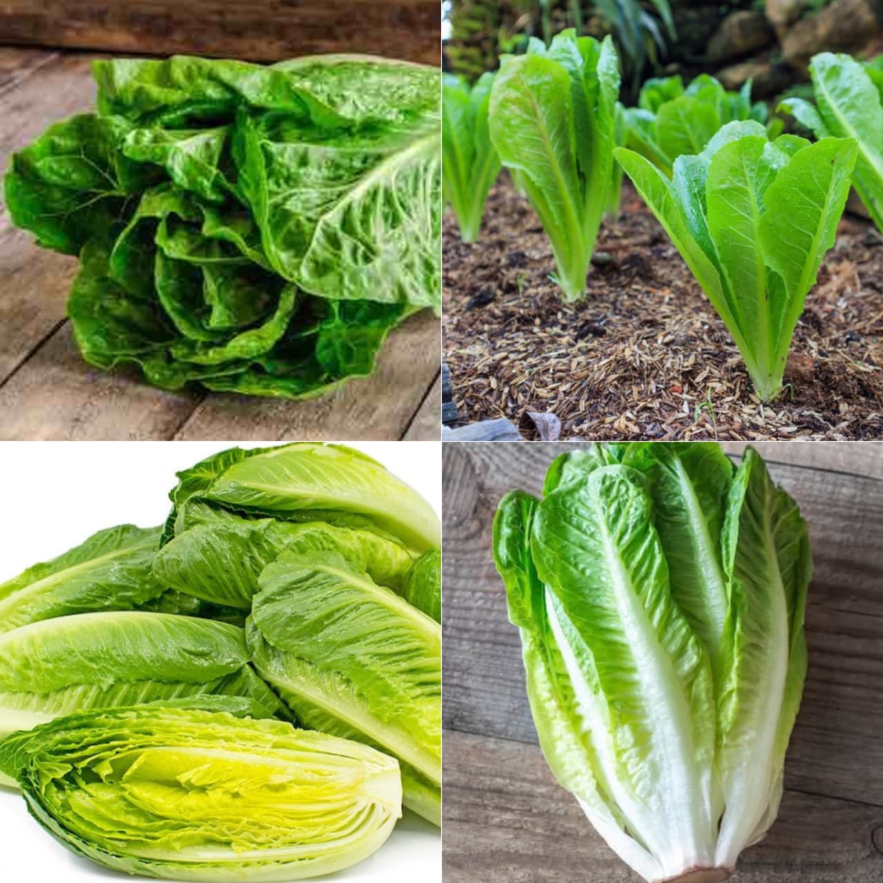 Exotic Lettuce Seeds Combo - Pack Of 20
