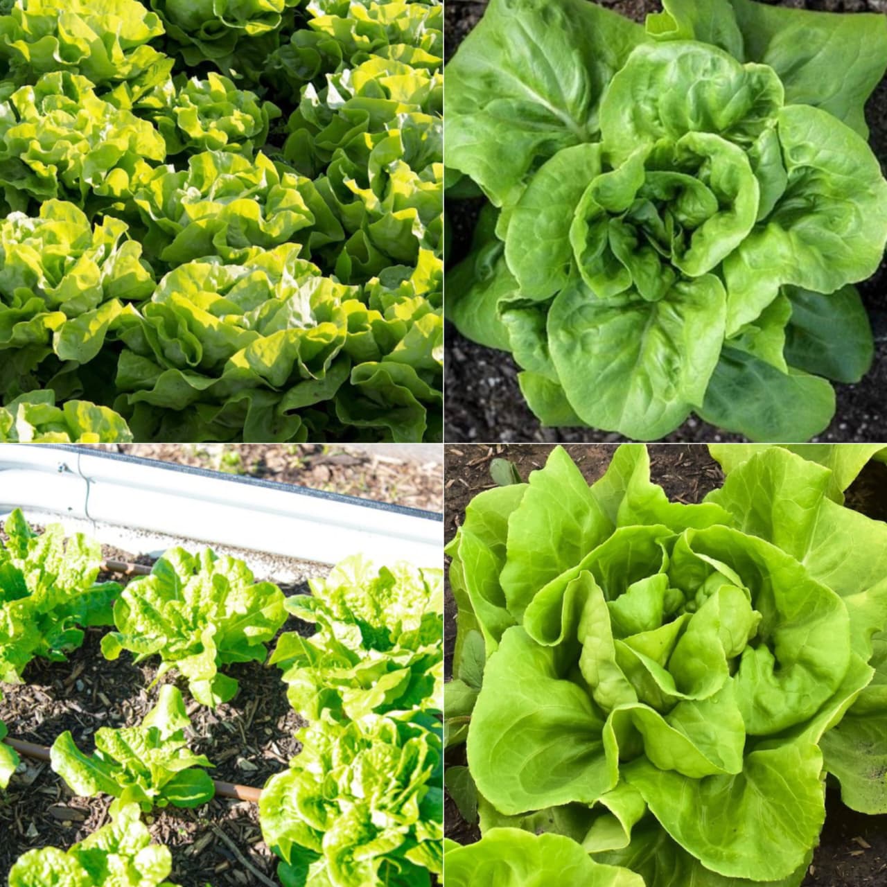 Exotic Lettuce Seeds Combo - Pack Of 20