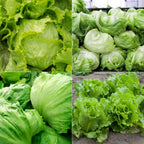 Exotic Lettuce Seeds Combo - Pack Of 20