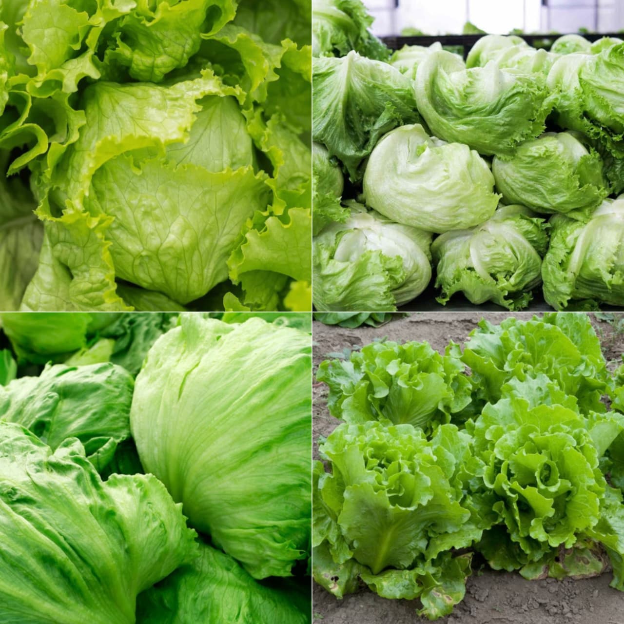 Exotic Lettuce Seeds Combo - Pack Of 20