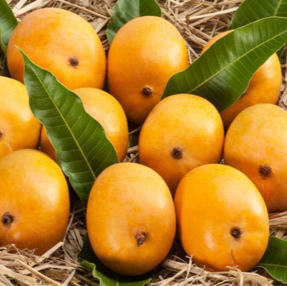 Mango - Malgova - Fruit Plant