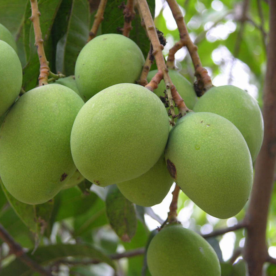 Mango - Neelam - Fruit Plant