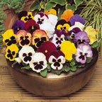 Pansy 'Delta' Mixed Seeds - Pack Of 100