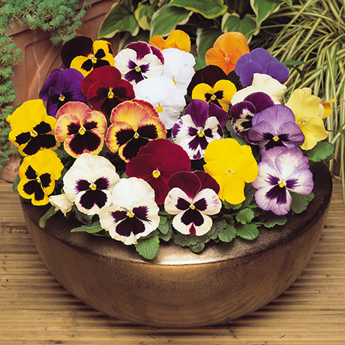 Pansy 'Delta' Mixed Seeds - Pack Of 100