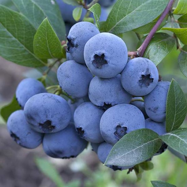 Exotic Blueberry Aurora - Seeds