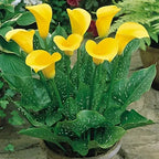 Calla Lily 'Yellow' Bulbs - Pack Of 3