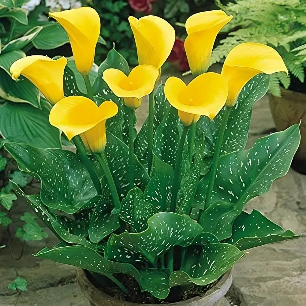Calla Lily 'Yellow' Bulbs - Pack Of 3