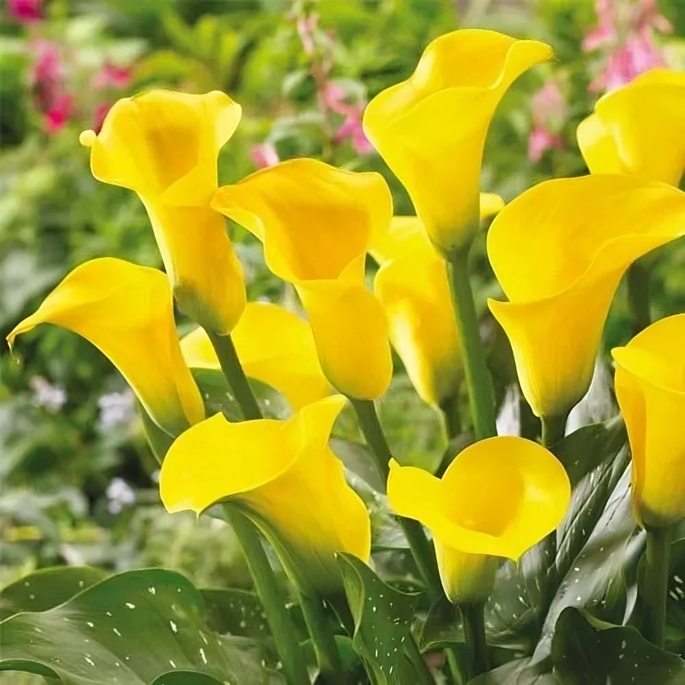 Calla Lily 'Yellow' Bulbs - Pack Of 3